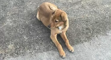 Poszukiwany właściciel szczeniaka [FOTO]