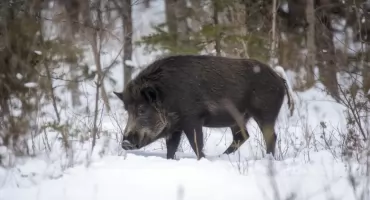Odstrzał sanitarny dzików w powiecie zambrowskim. Jest rozporządzenie Powiatowego Lekarza Weterynarii