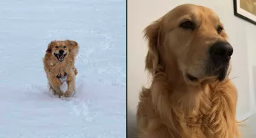 UWAGA: Zaginął pies! Właściciele bardzo proszą o pomoc w poszukiwaniach