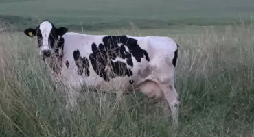 Choroba niebieskiego języka. Cały powiat zambrowski w strefie ograniczeń