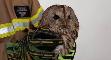 Strażacy z Rutek uratowali sowę uwięzioną w kościele [FOTO]