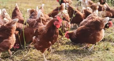 Uwaga rolnicy i hodowcy! Powiatowy Lekarz Weterynarii wydał ważny komunikat