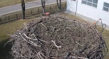 Czekamy na bociany - już ruszył przekaz z gniazda! Kiedy przylecą Zambroś i Zambrosia? [VIDEO]