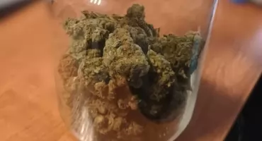 Ponad 80 gramów marihuany w piwnicy. 33-latek usłyszał zarzuty