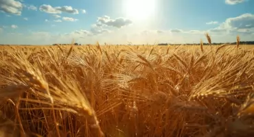 Ruszyła kampania dopłat bezpośrednich. Rolnicy mogą już składać wnioski