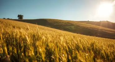 KRUS: stawki składek na ubezpieczenie rolników - II kwartał 2026 r.