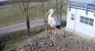 Jest pierwszy w tym roku bocian w gnieździe koło Zambrowa! [FOTO+VIDEO]