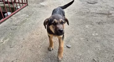 Poszukiwany właściciel psa [FOTO]