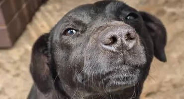 Piesek poszukuje właściciela!