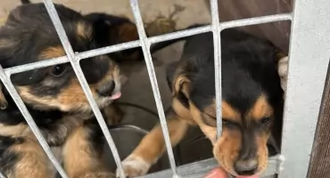 Uczniowie z zambrowskiej 