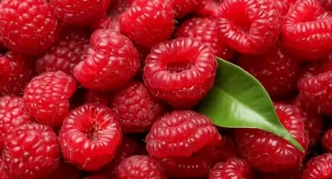 UWAGA: Bakterie Salmonella w partii mrożonych malin [FOTO]