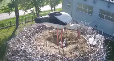 Jest pierwsze w tym roku pisklę w gnieździe koło Zambrowa! [VIDEO]