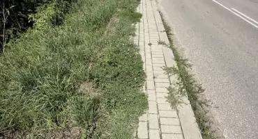 Zarośnięte chodniki w Cieciorkach. Mieszkańcy apelują o interwencję [FOTO+VIDEO]