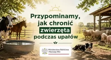 Jak chronić zwierzęta przed wysokimi temperaturami?