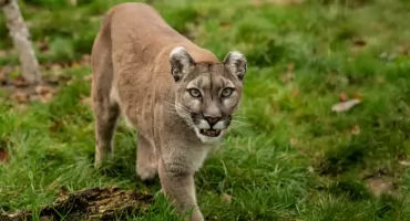 Puma widziana w sąsiednim powiecie. Służby odebrały dwa zgłoszenia