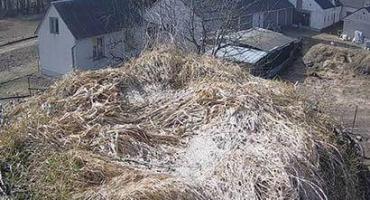 Tu możesz podglądać bociany - VIDEO NA ŻYWO